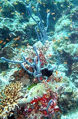 IMG_0847rf_Maldives_Madoogali_Plongee 9_House reef north_eponges bleues